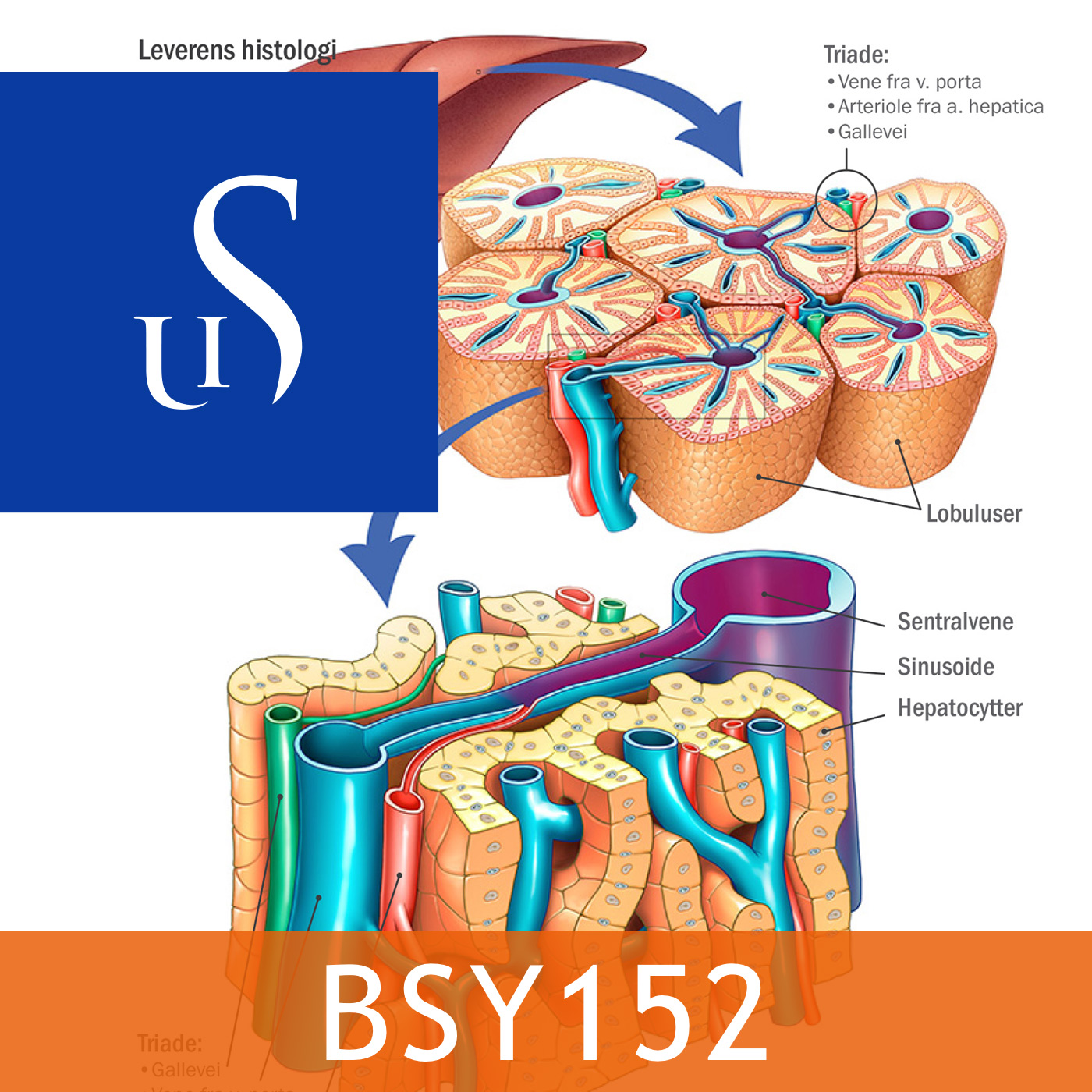 BSY152 - Sykepleiens naturvitenskapelige og medisinske grunnlag